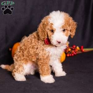 Gump, Mini Bernedoodle Puppy